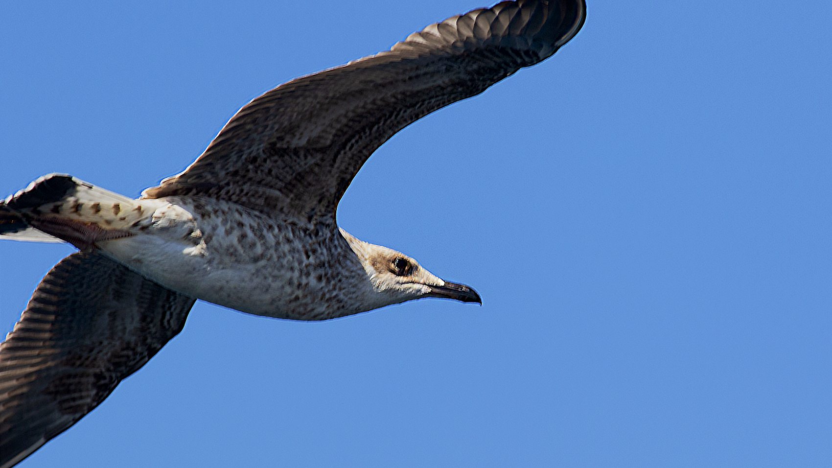 Yellow-legged Gull